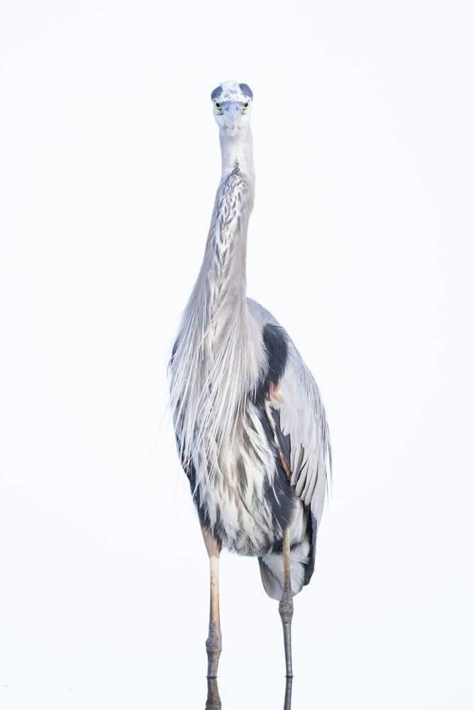 Blue Heron Birds | Wall Art | Pictures | Images | Pics |Wallpaper