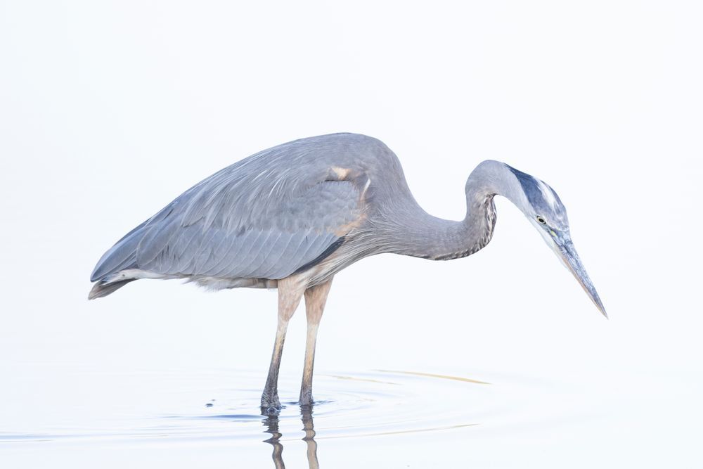 Blue Heron Birds | Wall Art | Pictures | Images | Pics |Wallpaper