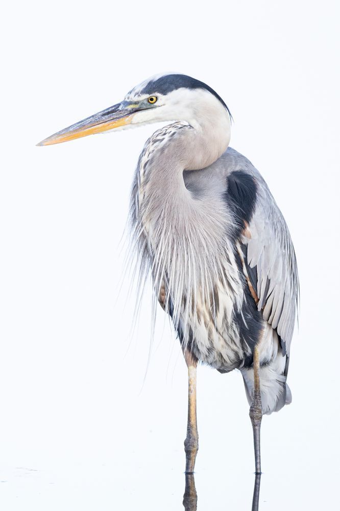 Blue Heron Birds | Wall Art | Pictures | Images | Pics |Wallpaper