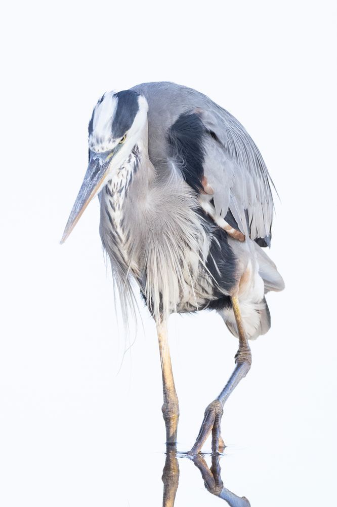 Blue Heron Birds | Wall Art | Pictures | Images | Pics |Wallpaper