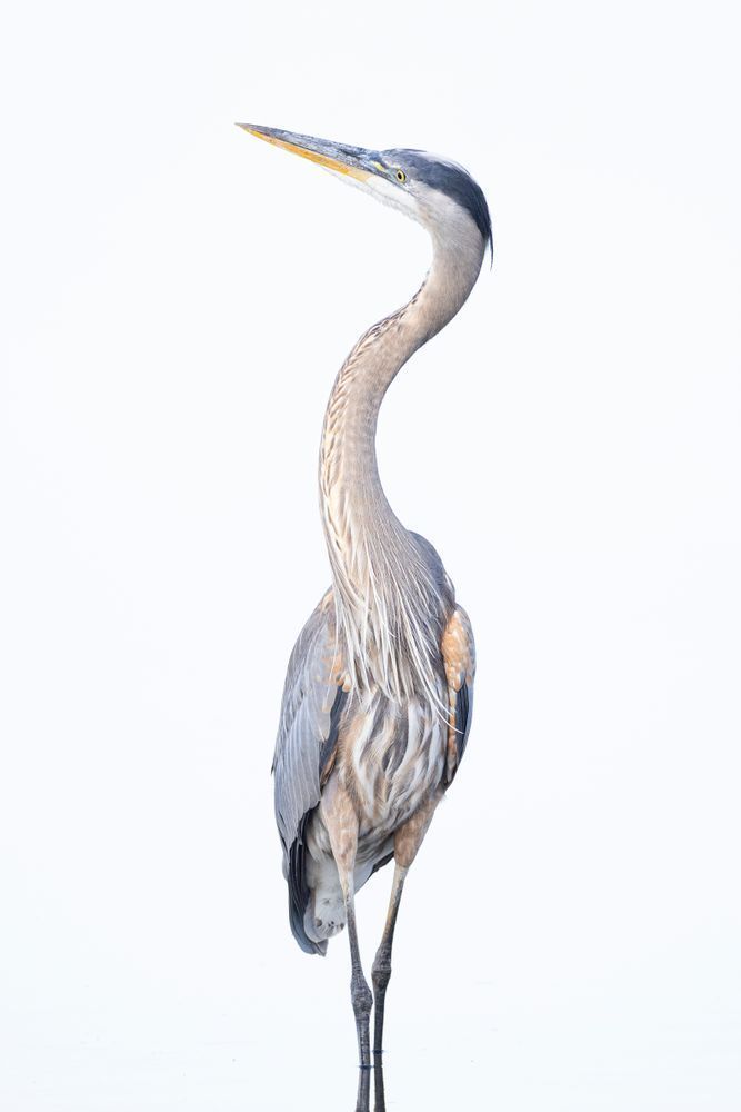 Blue Heron Birds | Wall Art | Pictures | Images | Pics |Wallpaper