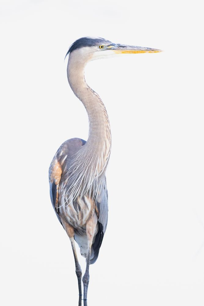 Blue Heron Birds | Wall Art | Pictures | Images | Pics |Wallpaper