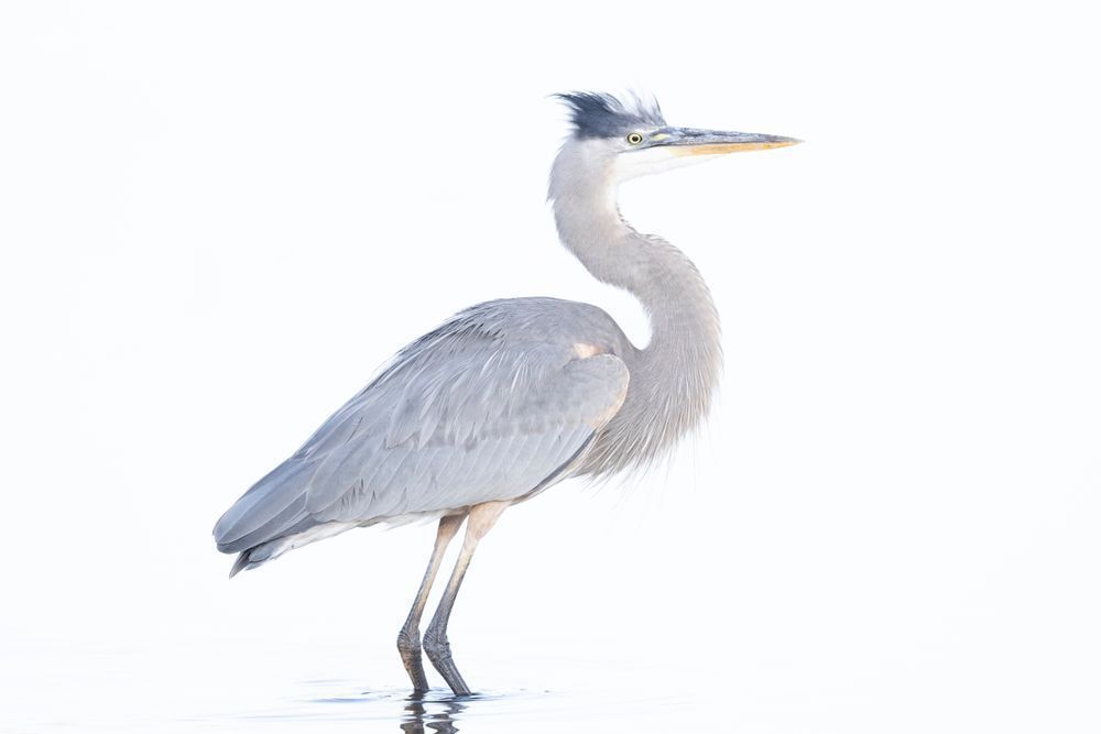 Blue Heron Birds | Wall Art | Pictures | Images | Pics |Wallpaper