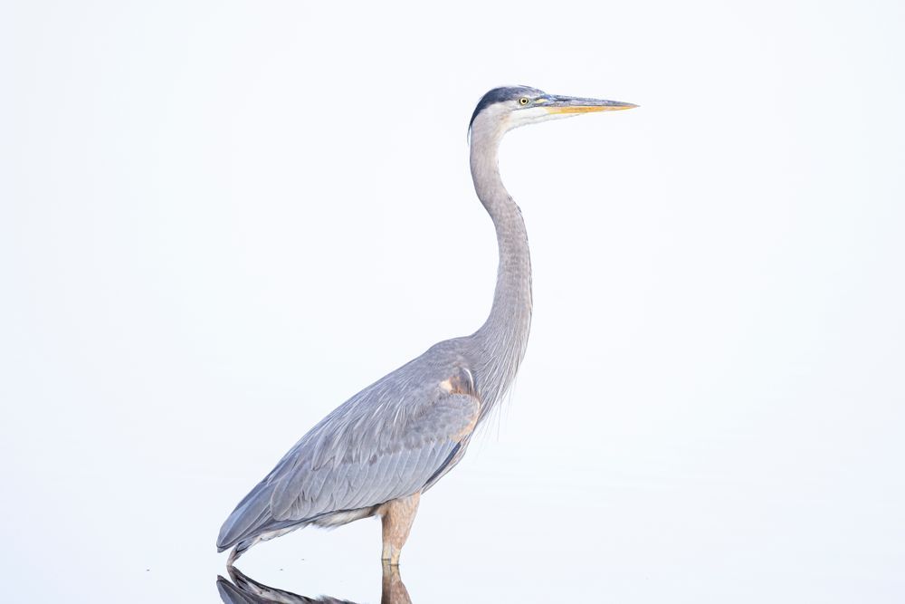 Blue Heron Birds | Wall Art | Pictures | Images | Pics |Wallpaper