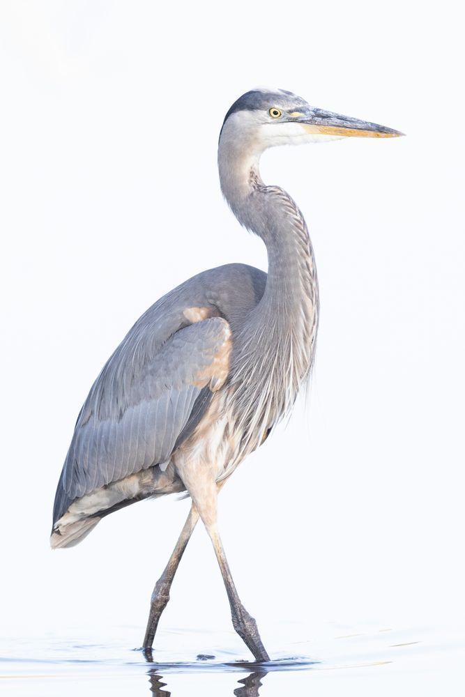 Blue Heron Birds | Wall Art | Pictures | Images | Pics |Wallpaper