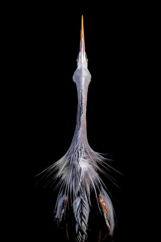 Blue Heron Birds | Wall Art | Pictures | Images | Pics |Wallpaper