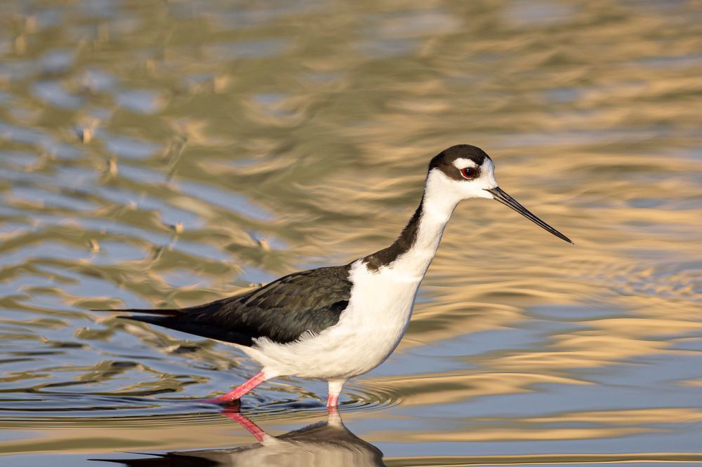 Black Necked Stilt​ Birds Dennis Goodman Photography