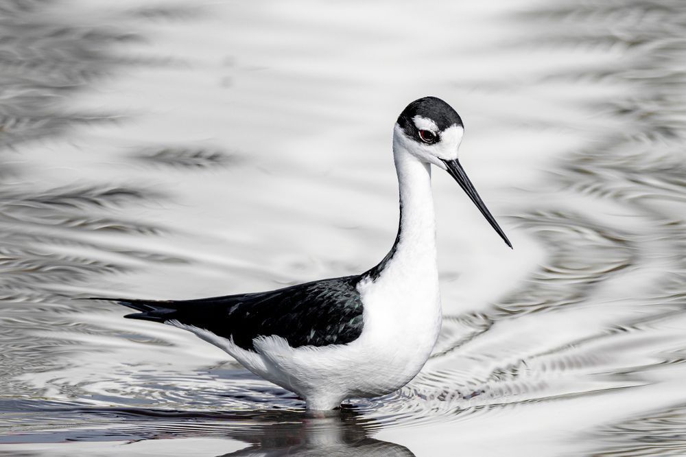 Black Necked Stilt​ Birds Dennis Goodman Photography