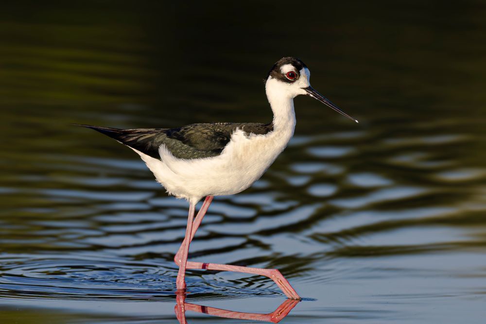 Black Necked Stilt​ Birds Dennis Goodman Photography