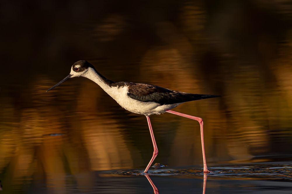 Black Necked Stilt​ Birds Dennis Goodman Photography