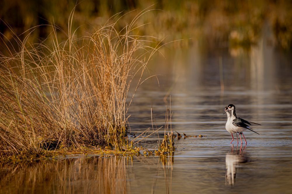 Black Necked Stilt​ Birds Dennis Goodman Photography