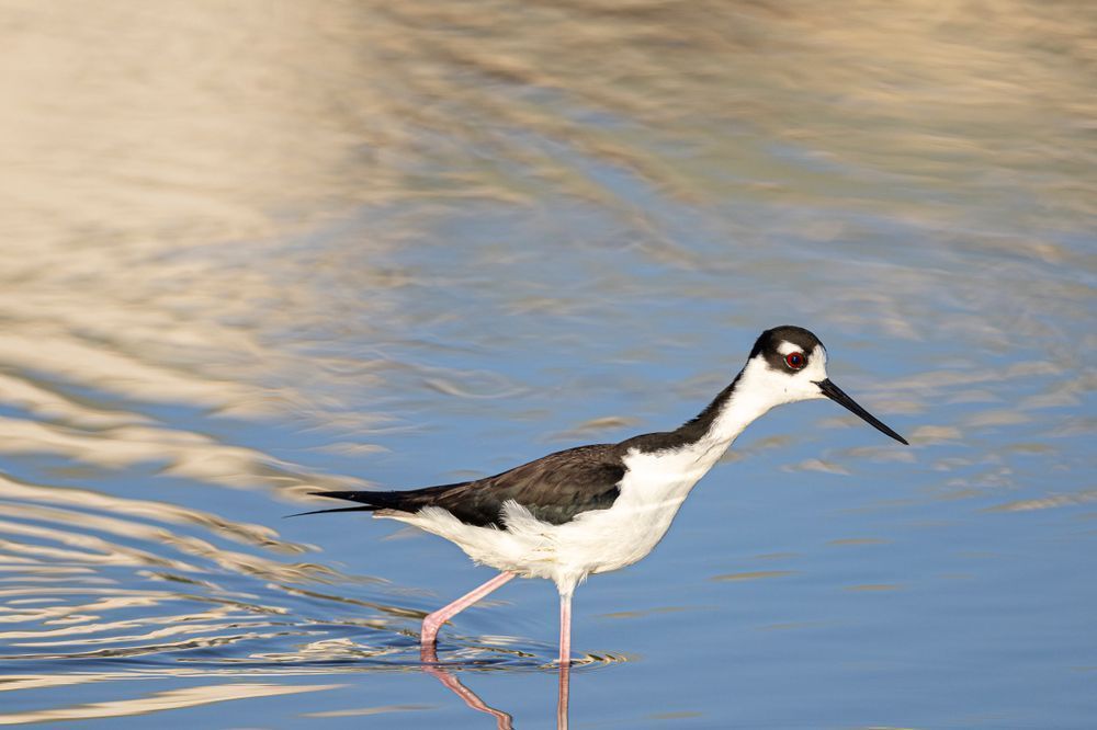 Black Necked Stilt​ Birds Dennis Goodman Photography