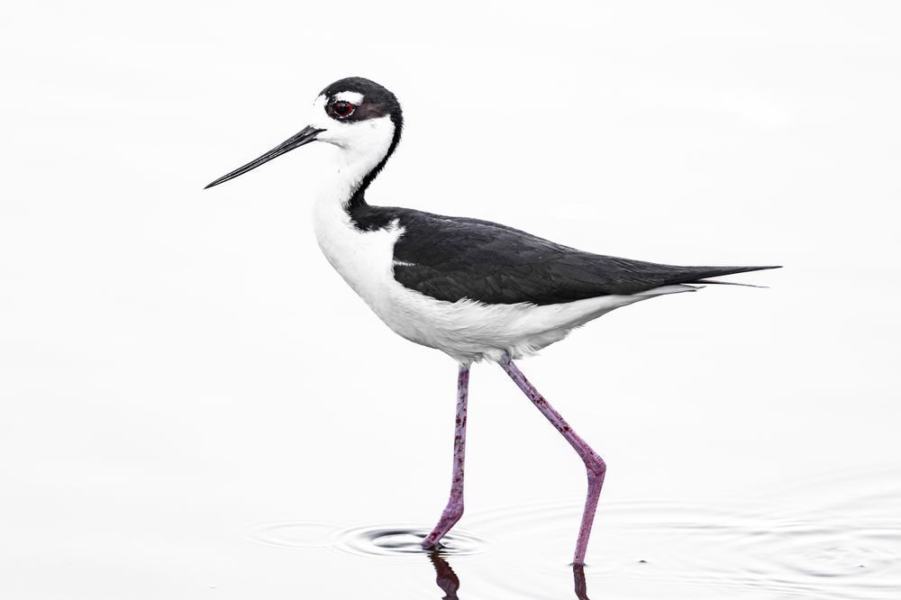 Black Necked Stilt​ Birds Dennis Goodman Photography