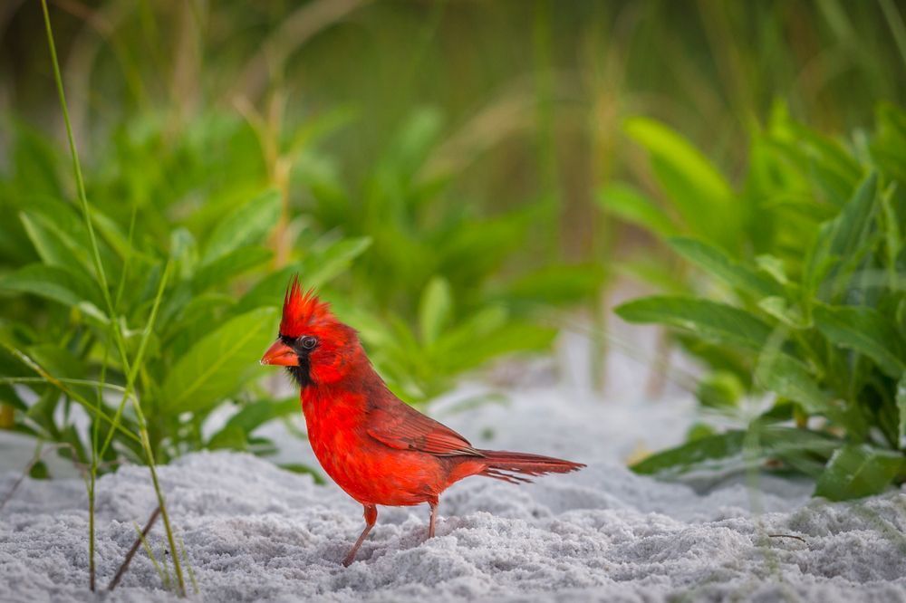 Cardinals Birds Images | Pictures | Photos| Pics | Wall Art