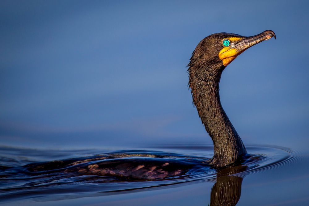 Cormorants Birds | Images | Dennis Goodman Photography