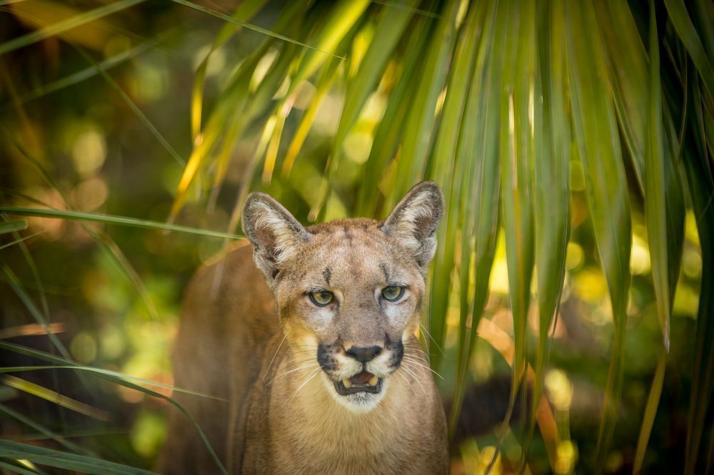 Florida Panther Pictures | Photos | Images | Animal | Pics