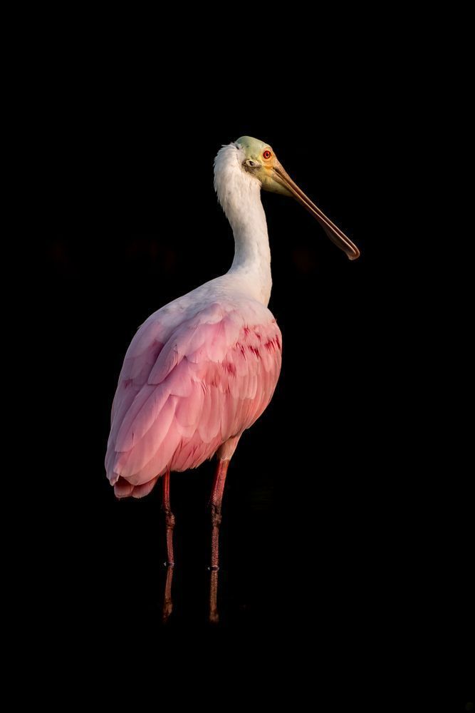 Birds| Pics | Wall Art | Images | Photos |Wallpapers| Pictures