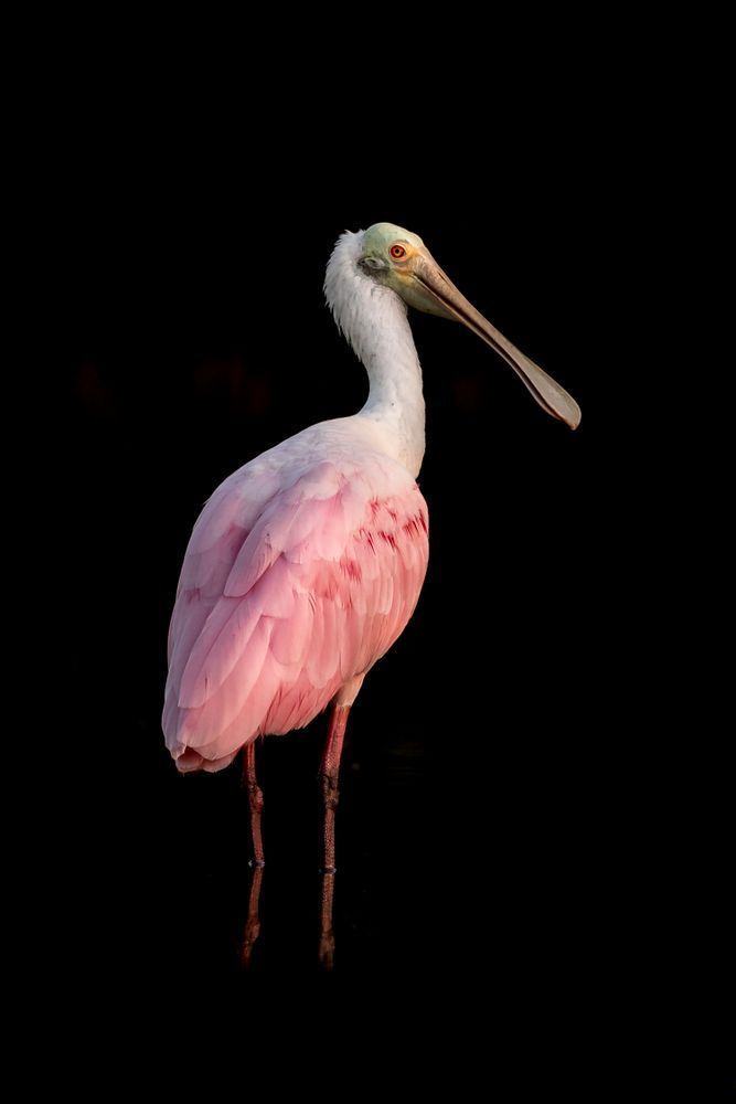 Pink Roseate Spoonbill Birds | Art Photography | Dennis Goodman