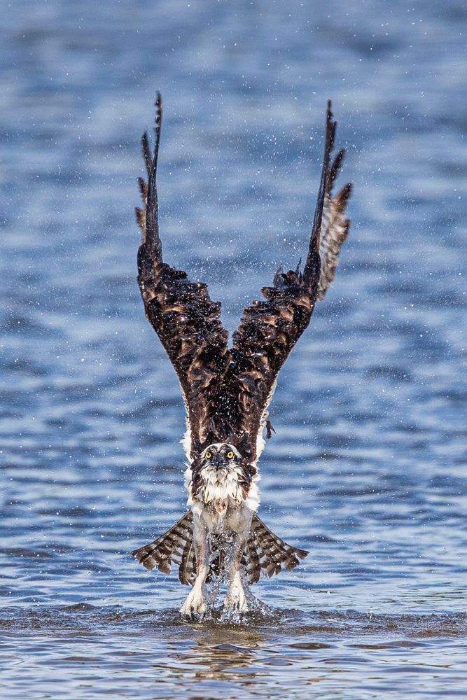 Osprey Bird Photos | Pictures | Pics | Art | Images