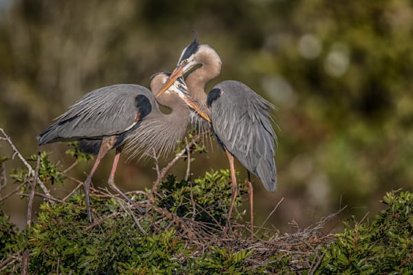 Blue Heron Birds | Wall Art | Pictures | Images | Pics |Wallpaper