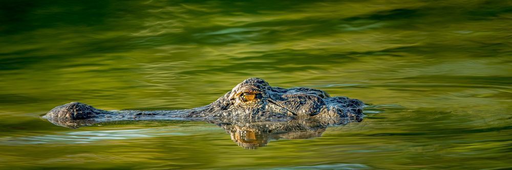 Alligator | Photos | Pictures| Pics| Images |Wall Art |Wallpapers