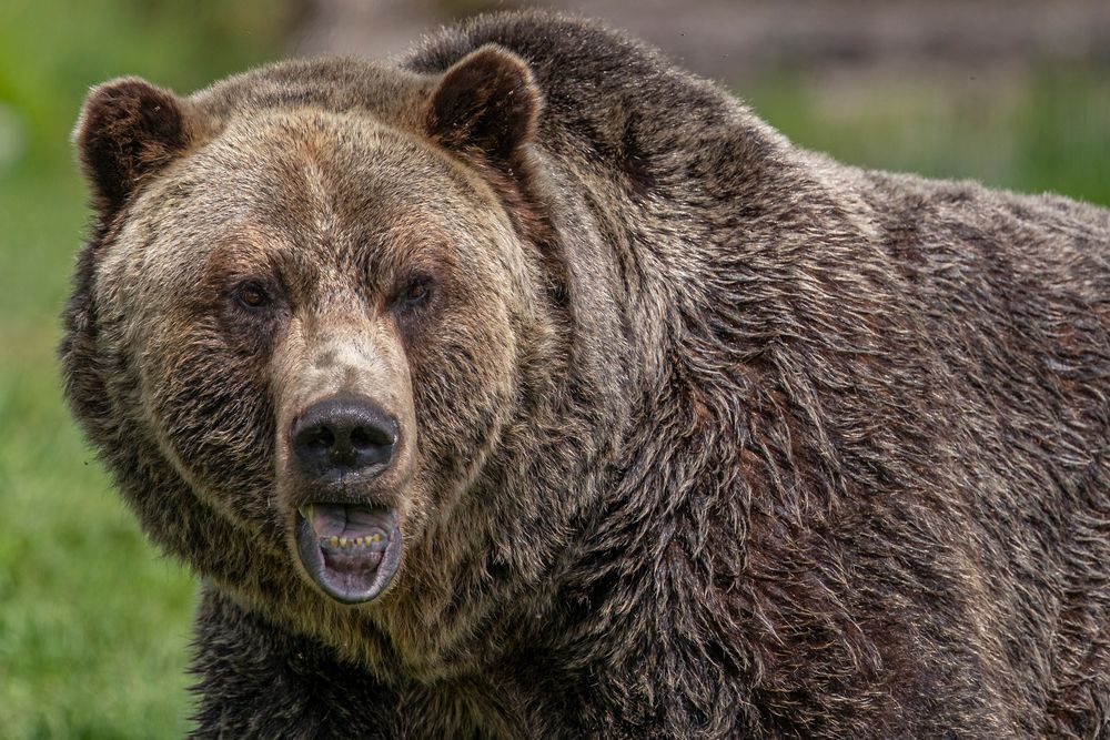 Bears Photo | Animal | Pictures| Images| Wall Art |Wallpaper |Pics