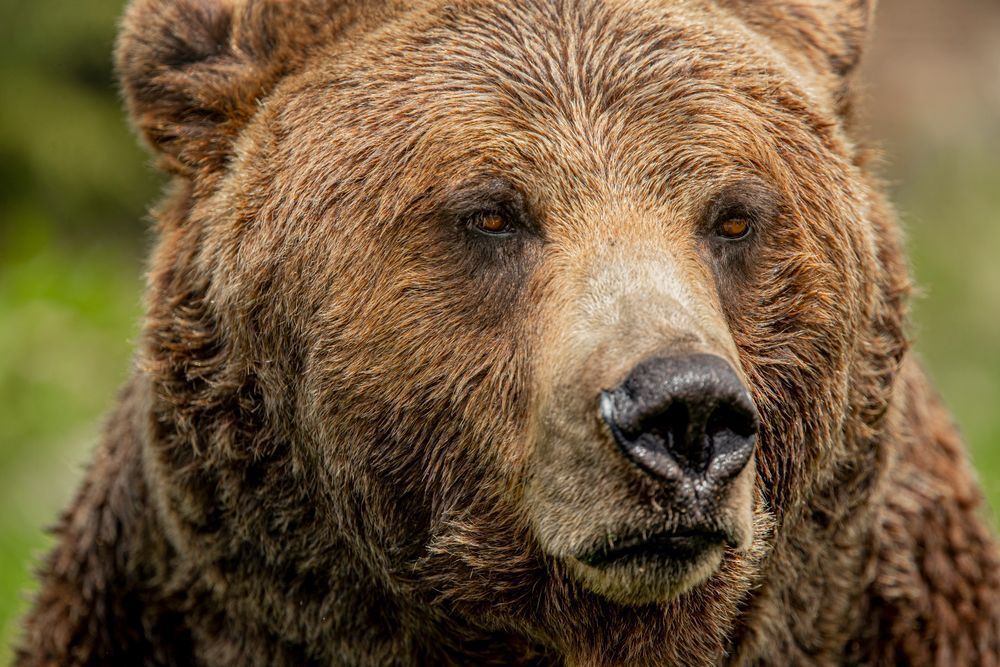 Bears Photo | Animal | Pictures| Images| Wall Art |Wallpaper |Pics