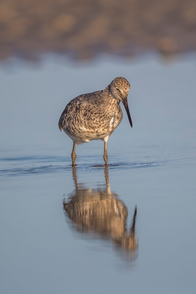 Shorebird Photos | Dennis Goodman Photography