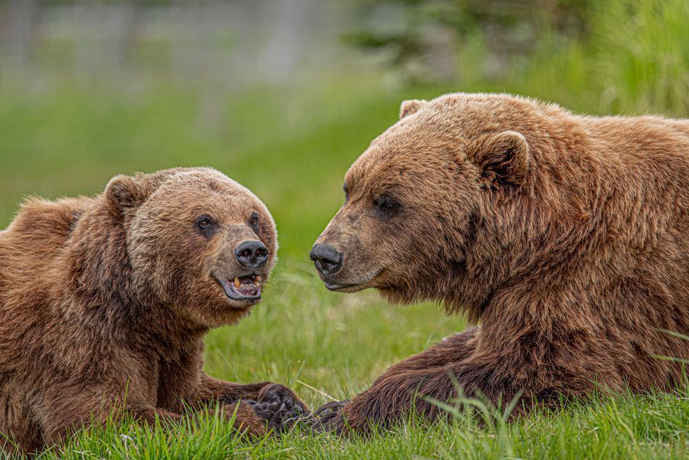 Bears Photo | Animal | Pictures| Images| Wall Art |Wallpaper |Pics