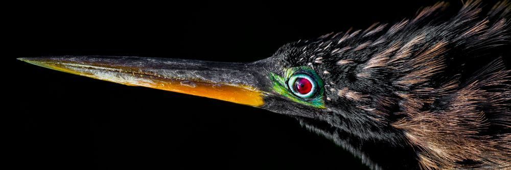 Anhinga Bird | Pictures | Dennis Goodman Photography