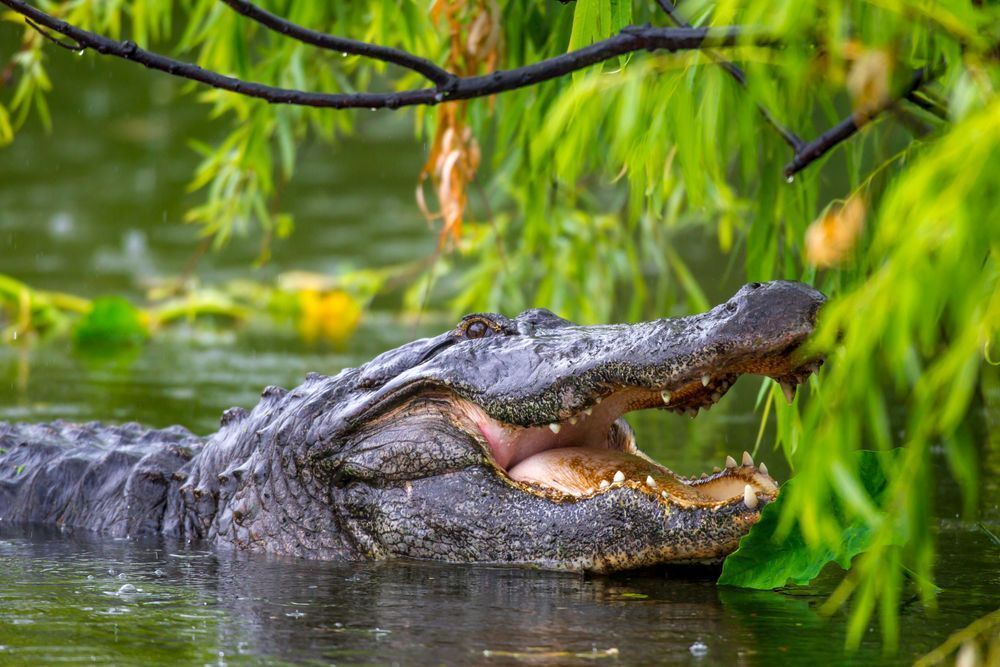 Alligator | Photos | Pictures| Pics| Images |Wall Art |Wallpapers