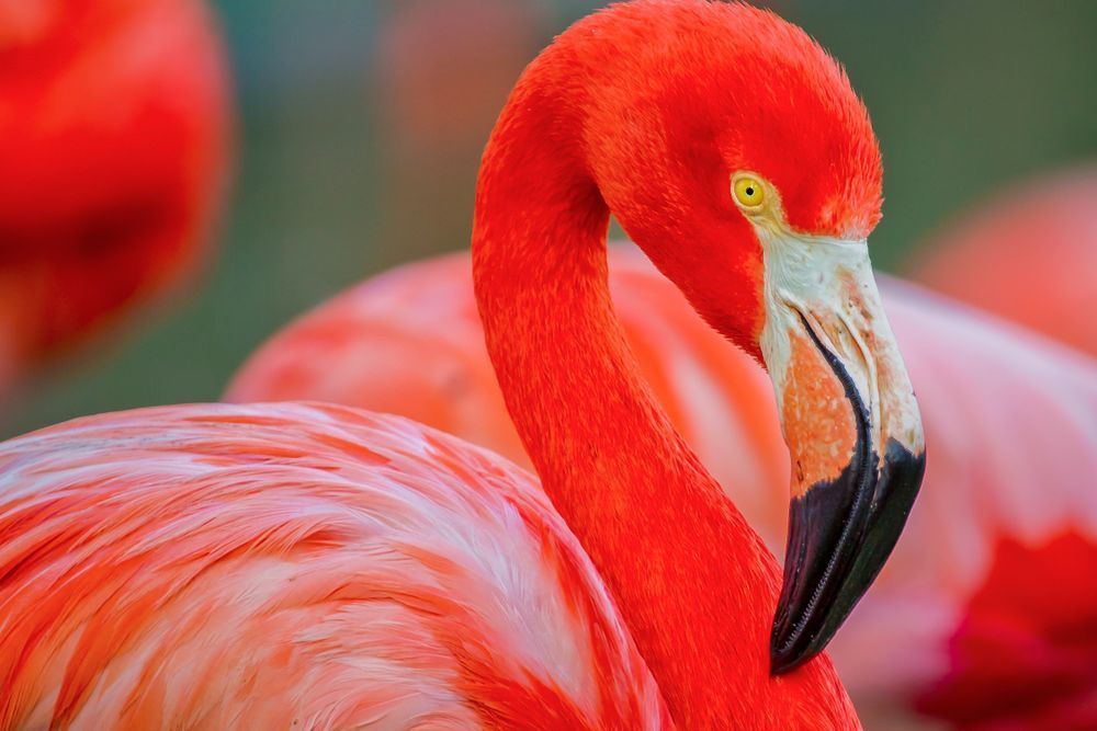 Flamingo Photos | Art | Dennis Goodman Photography