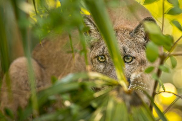 Wildlife