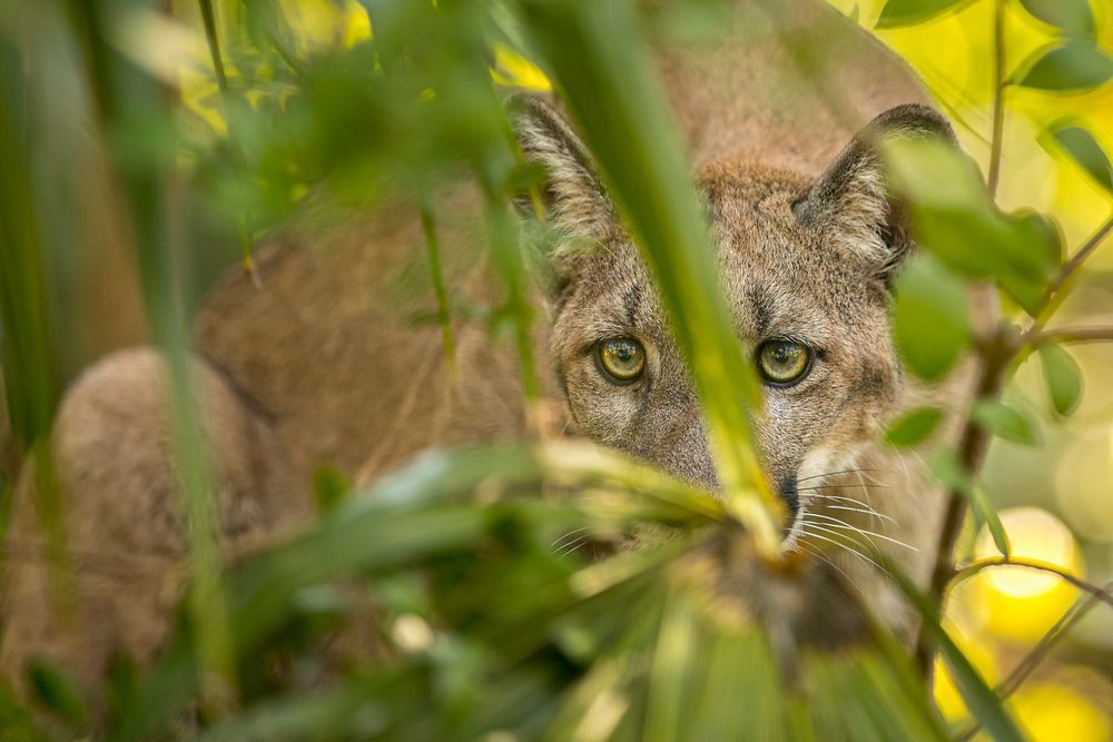 Florida Panther Pictures | Photos | Images | Animal | Pics