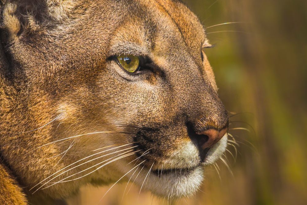 Florida Panther Pictures | Photos | Images | Animal | Pics