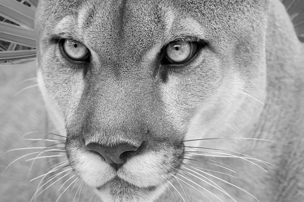 Florida Panther Pictures | Photos | Images | Animal | Pics