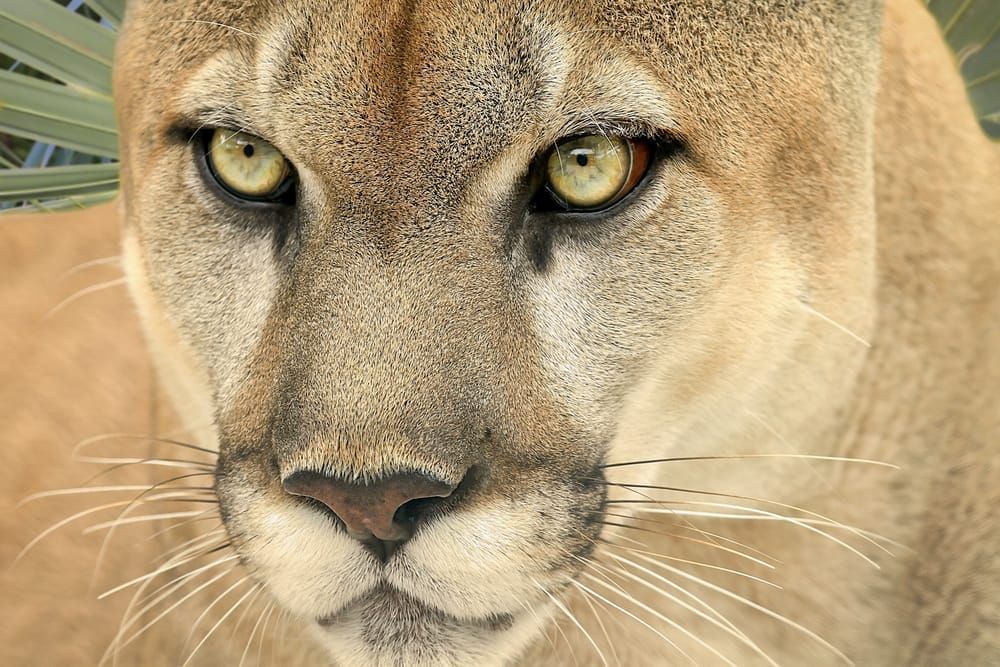 Florida Panther Pictures | Photos | Images | Animal | Pics
