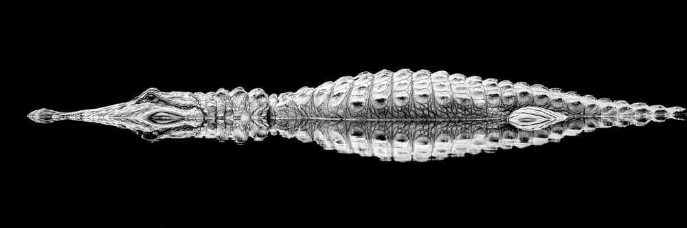 Alligator | Photos | Pictures| Pics| Images |Wall Art |Wallpapers