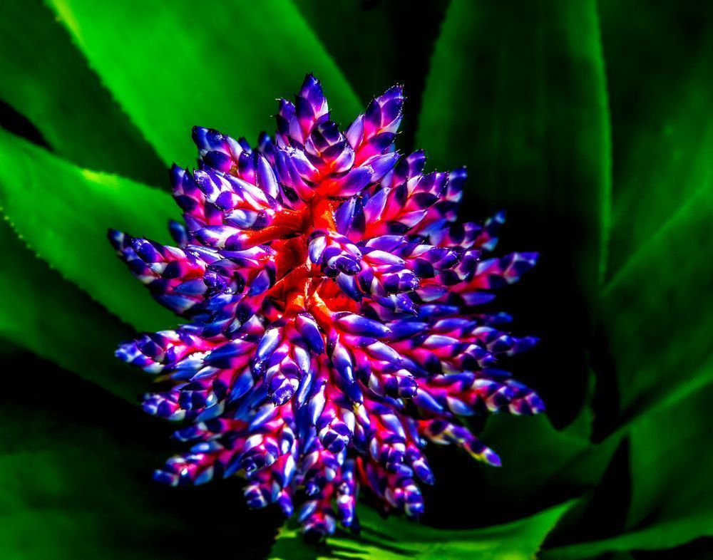 Botanical Photos | Pictures | Pics | Images | Wallpapers |  Wall Art