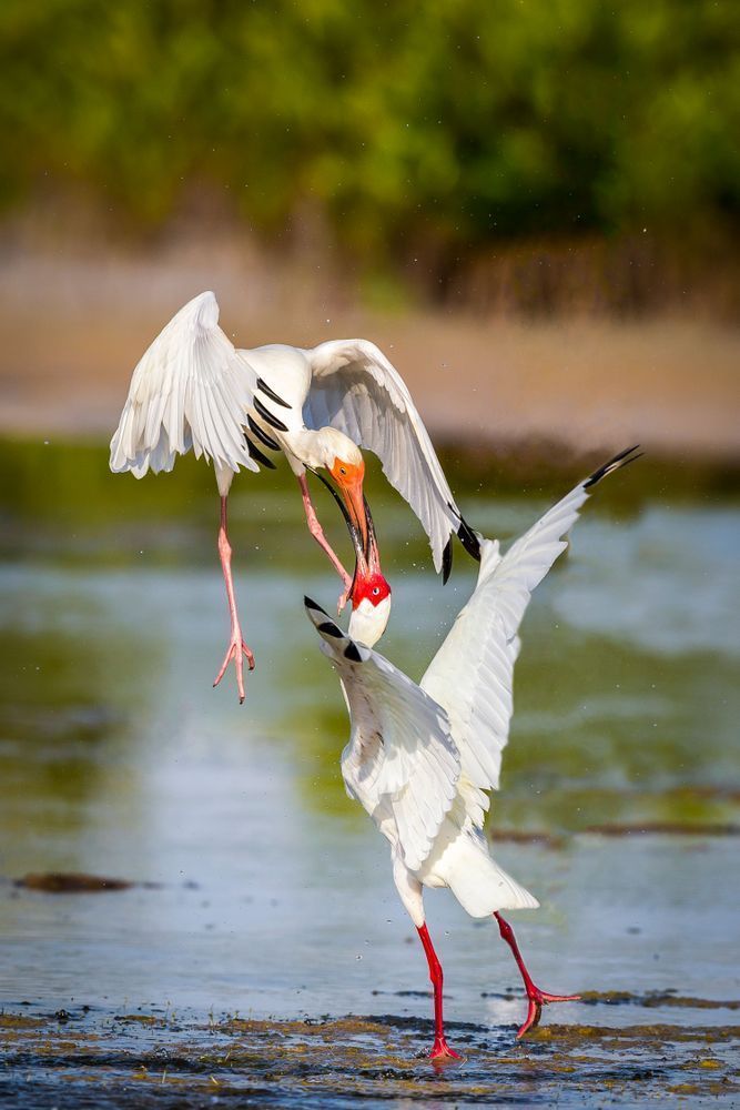 Ibis Birds Images | Pics | Dennis Goodman Photography