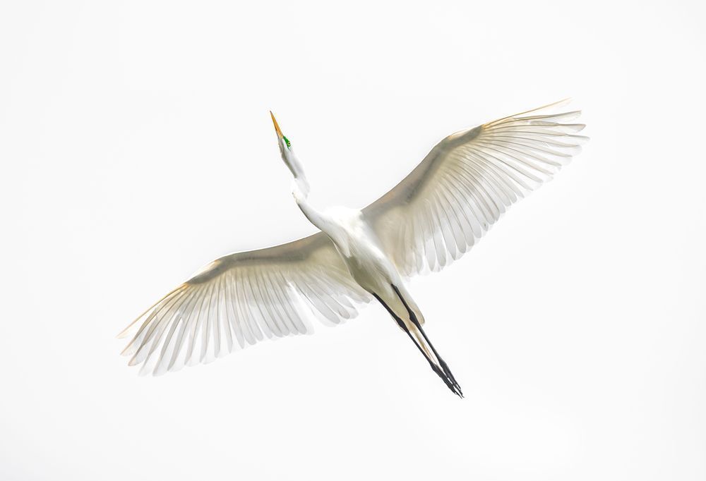 Great Egrets Birds | Pictures | Photos | Florida 
