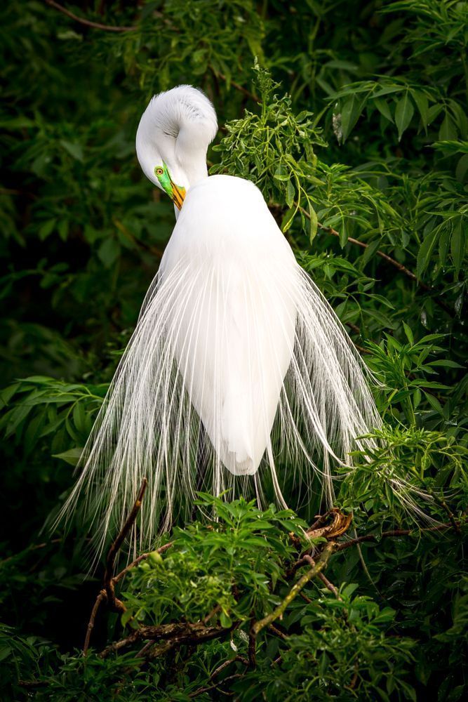 Great Egrets Birds | Pictures | Photos | Florida 