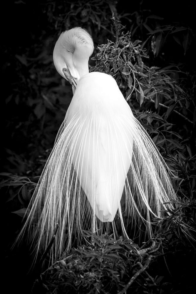 Great Egrets Birds | Pictures | Photos | Florida 