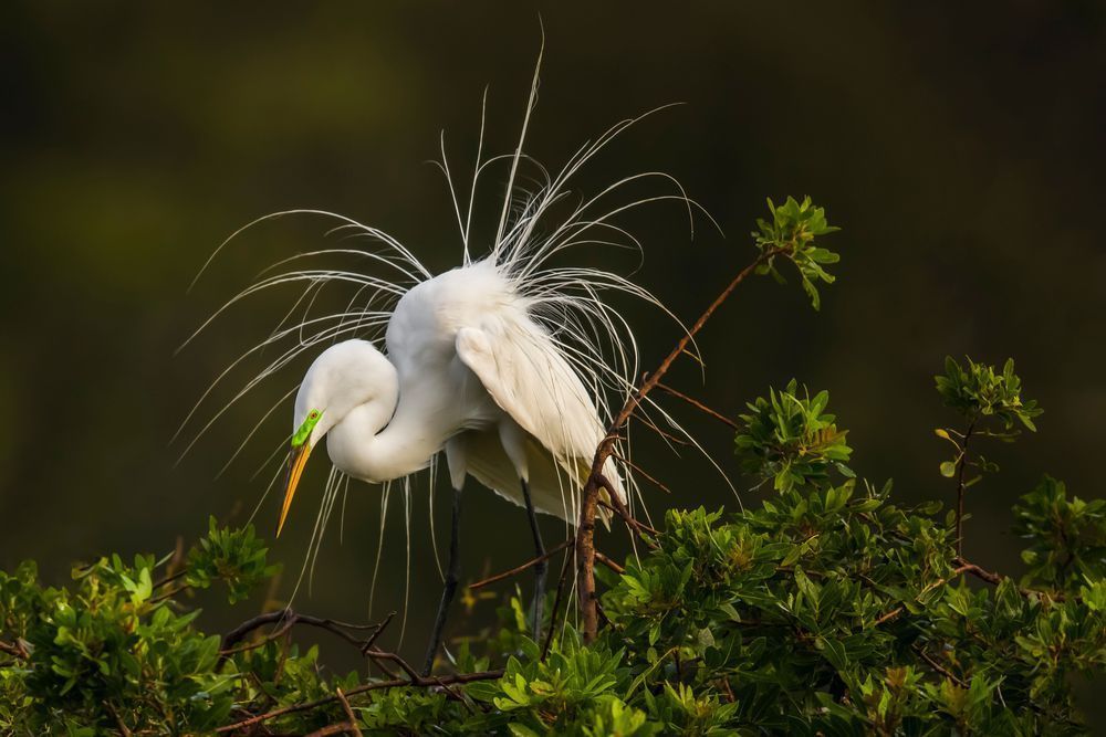 Great Egrets Birds | Pictures | Photos | Florida 