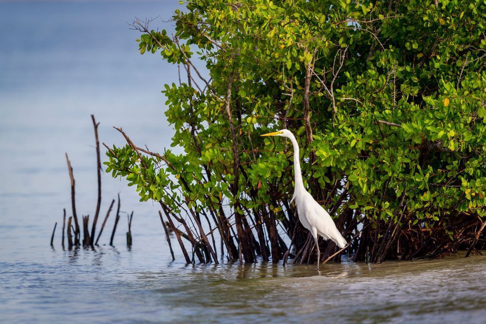 Great Egrets Birds | Pictures | Photos | Florida 
