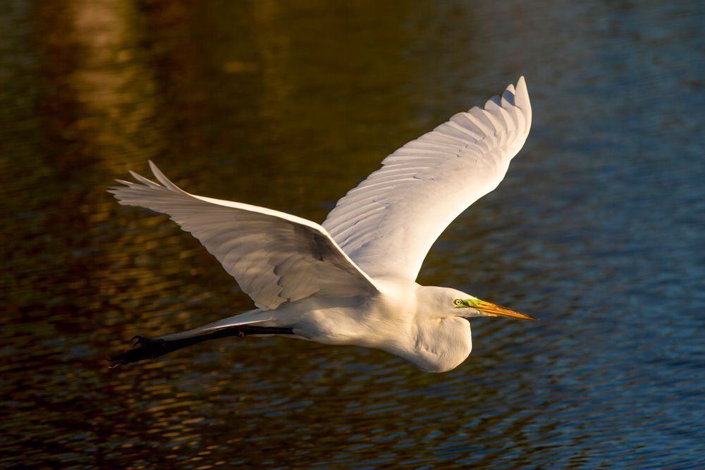 Great Egrets Birds | Pictures | Photos | Florida 