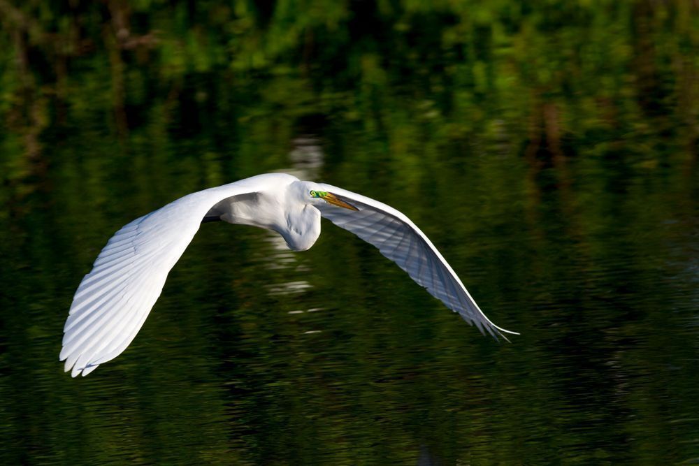 Great Egrets Birds | Pictures | Photos | Florida 