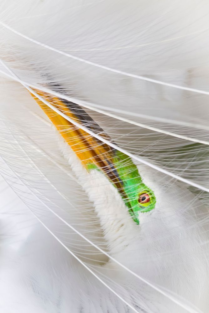 Great Egrets Birds | Pictures | Photos | Florida 