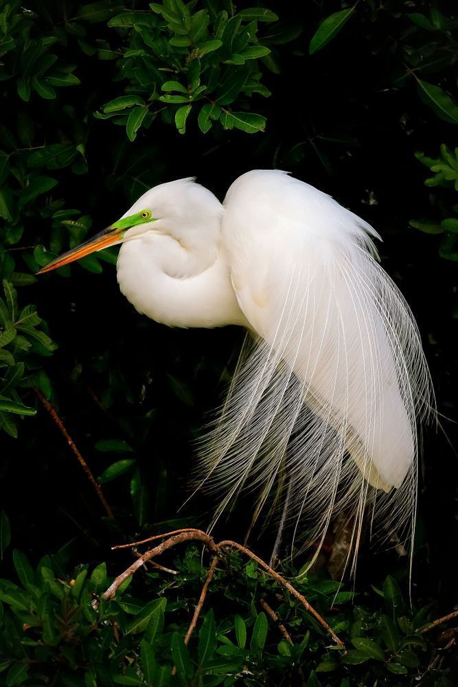 Great Egrets Birds | Pictures | Photos | Florida 