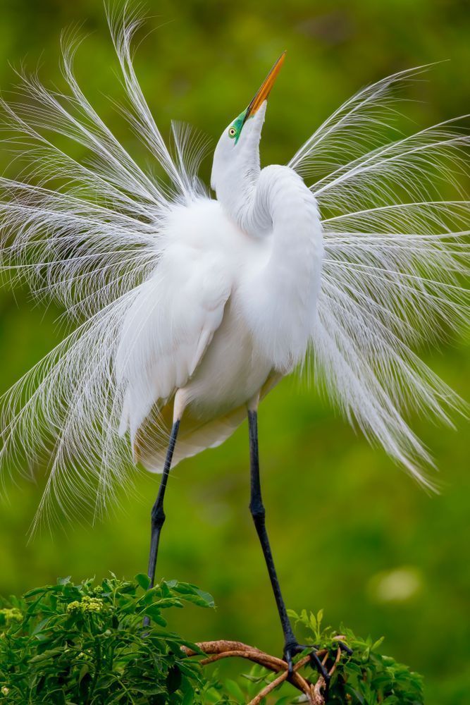 Great Egret 13 Photography Art | Dennis Goodman Photography, Inc.
